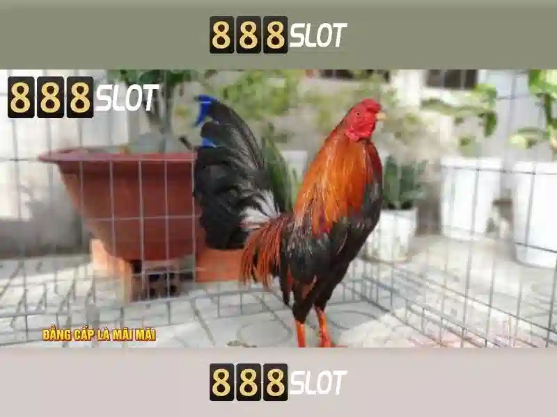 Hướng dẫn đăng ký và nhận thưởng